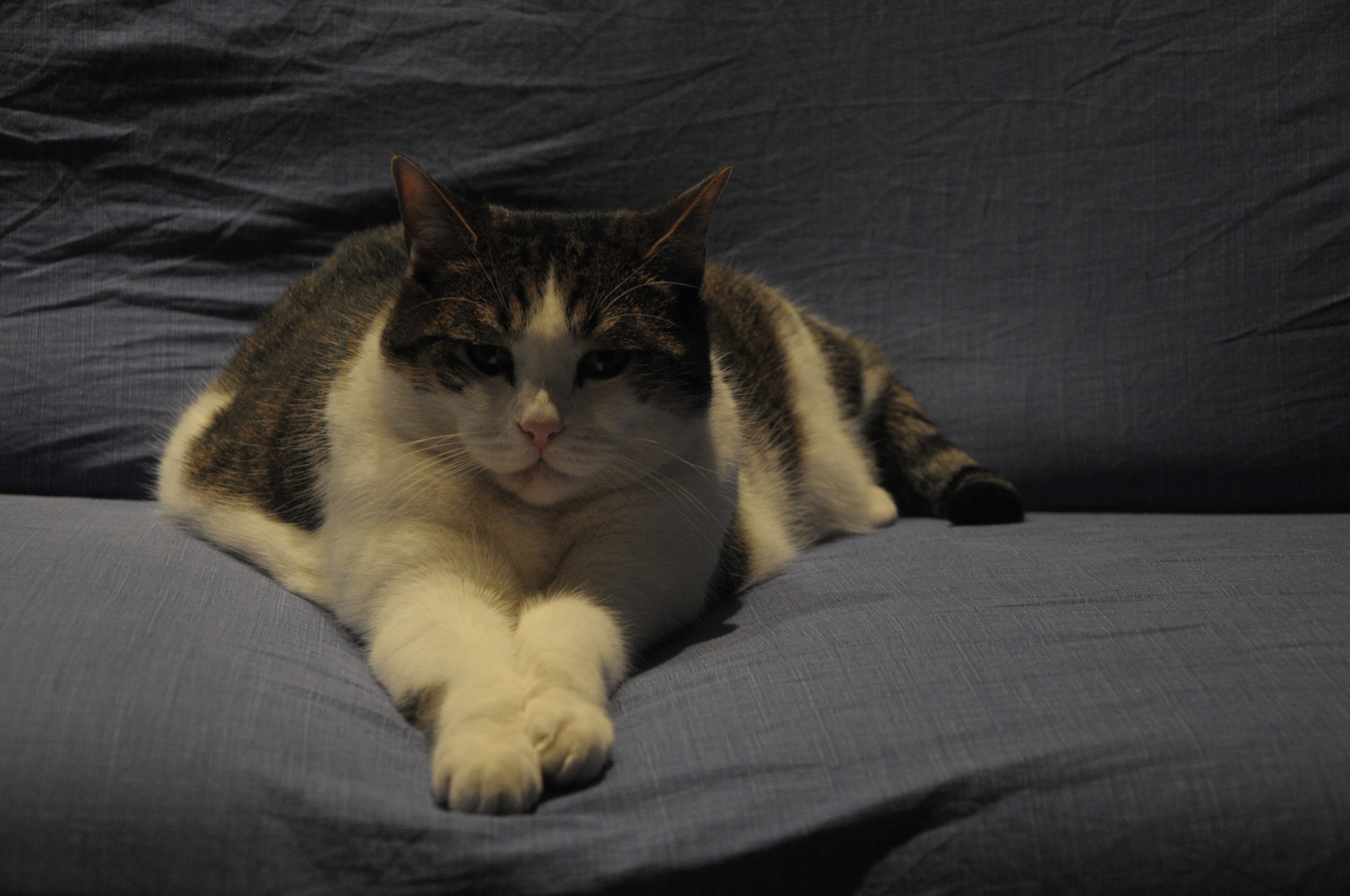 Romeo - 2015, Feb