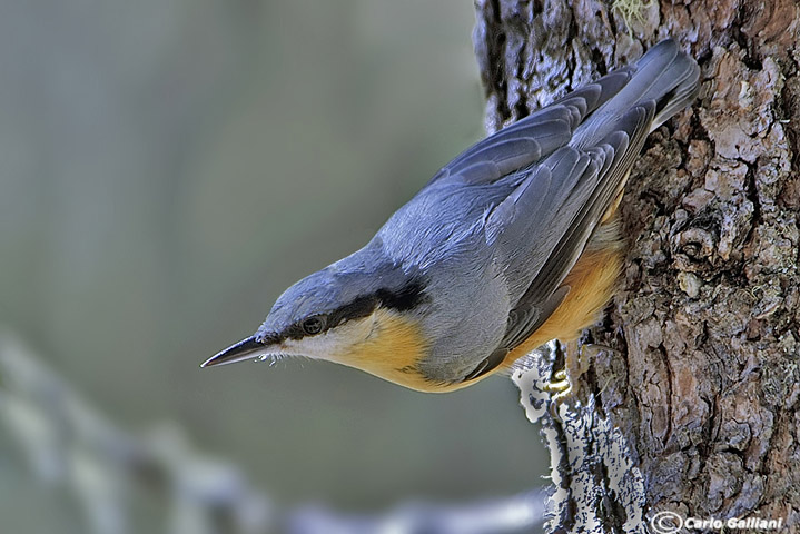 Picchio muratore-Eurasian Nuthatch (Sitta europaea)