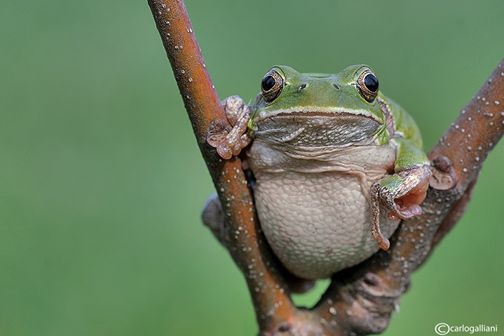 Raganella italiana-Italian Tree Frog   (Hy!a intermedia)