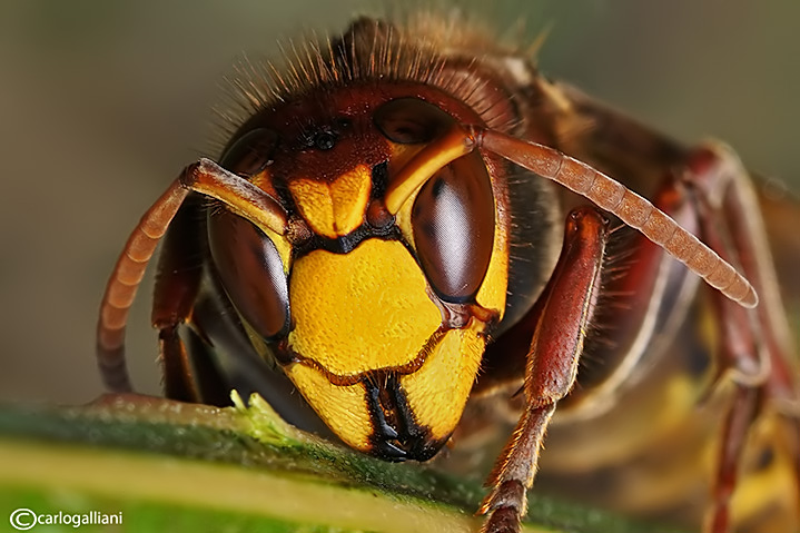 Calabrone - Hornet (Vespa crabro)