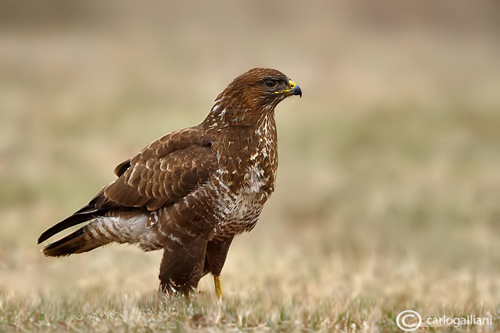 Poiana-Common Buzzard (Buteo buteo)