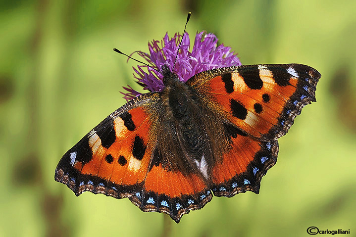 Aglais urticae