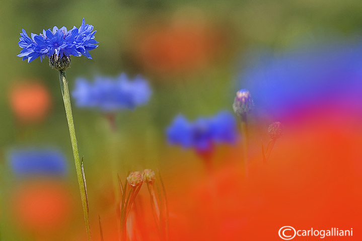 Poppies and Cornflowers 