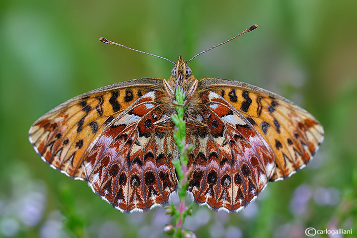 Boloria titania