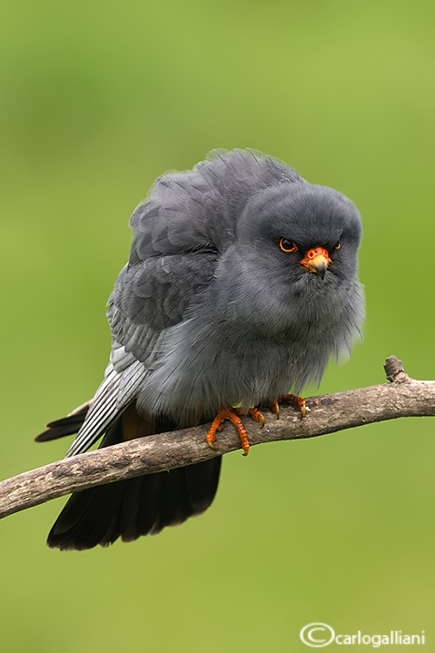 Falco cuculo- Red-footed Falcon (Falco vespertinus)