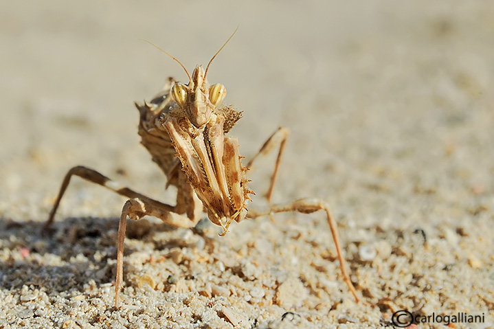 Blepharopsis mendica