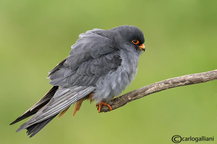 Falco cuculo- Red-footed Falcon (Falco vespertinus)