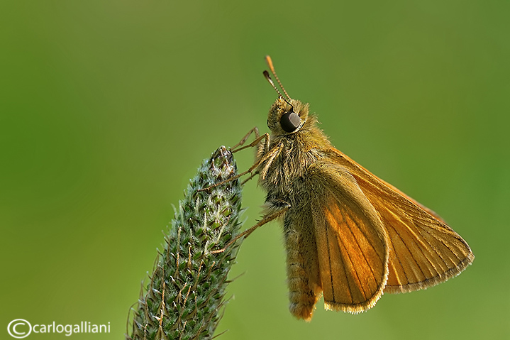 Ochlodes venatus