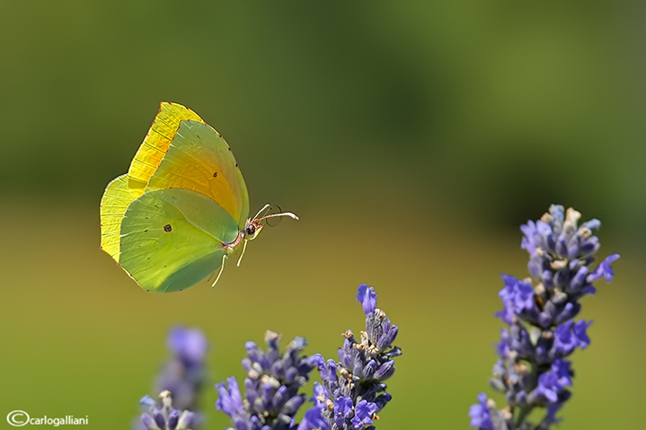 Gonepteryx cleopatra