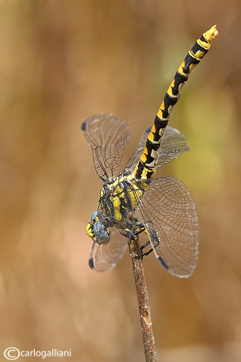 Onycogomphus uncatus 