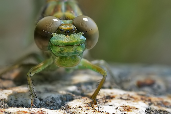 Onycogomphus uncatus juvenile