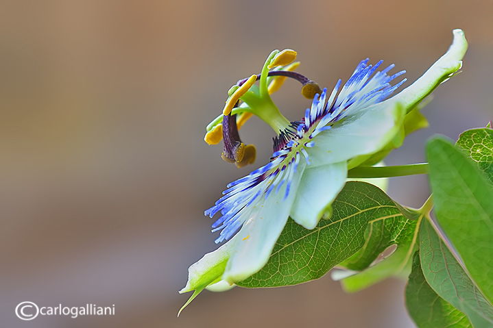 Passiflora