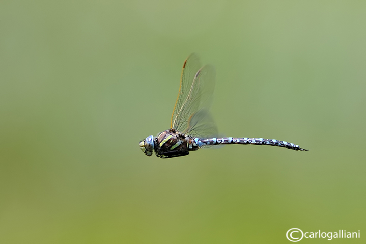 Aeshna juncea