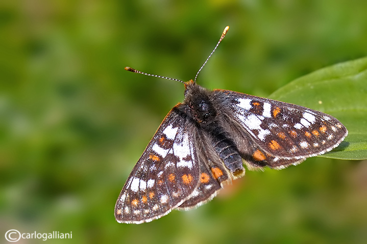 Hypodryas cynthia