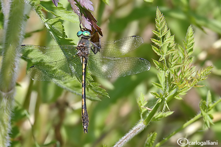 Oxygastra curtisi male