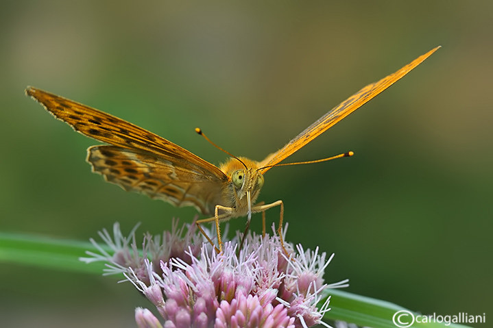 Argynnis paphia