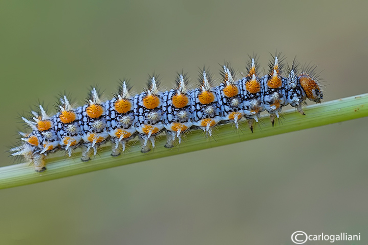 Melitaea didyma 