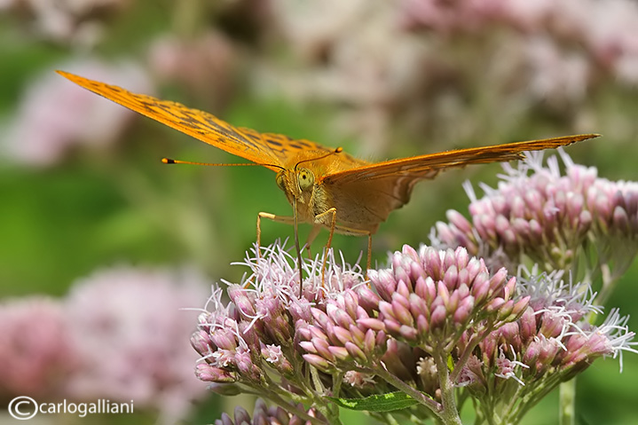 Argynnis paphia