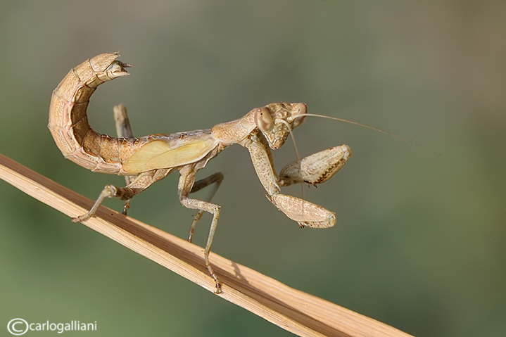 European Dwarf Mantis - Ameles spallanzania