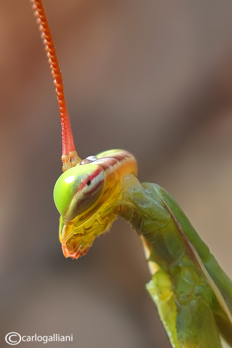 European mantis - Mantis religiosa 