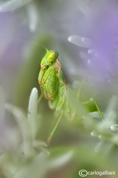 European Dwarf Mantis - Ameles spallanzania