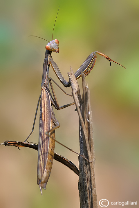 European mantis - Mantis religiosa 