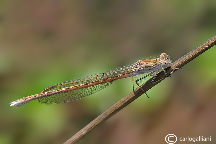 Sympecma paedisca  female