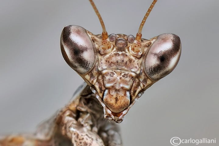 European Dwarf Mantis - Ameles spallanzania