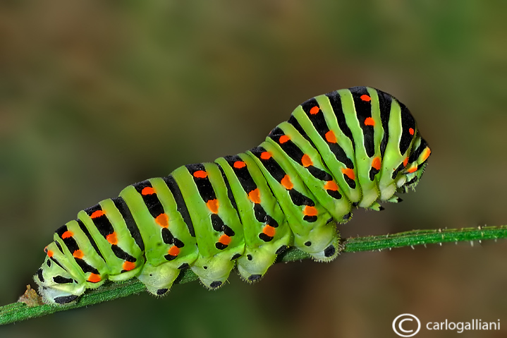 Papilio machaon caterpilar