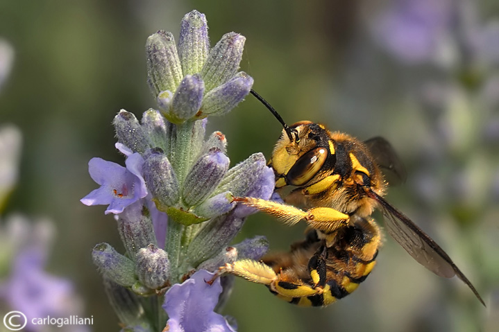 Anthidium fiorentinum