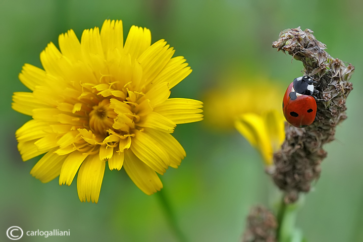 Coccinella septepunctata 
