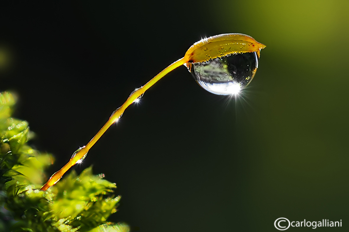 Moss & drops