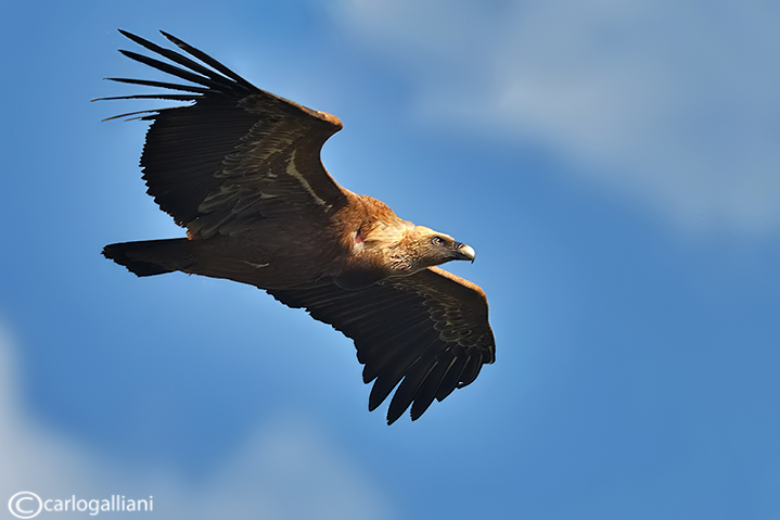 Grifone - Griffon Vulture (Gyps fulvus)