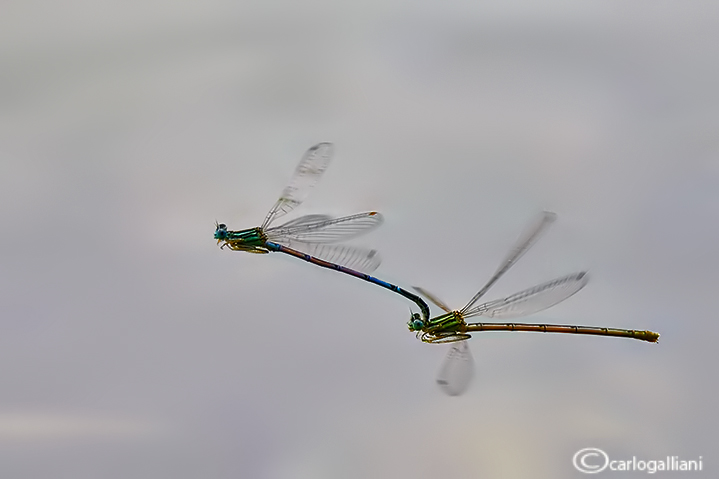 Platycnemis pennipes