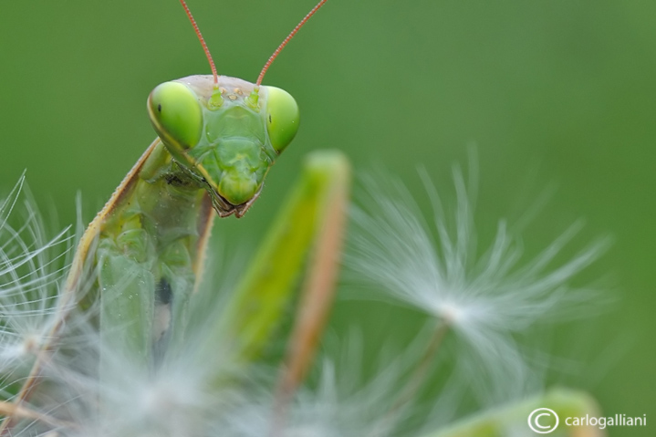 European mantis - Mantis religiosa 