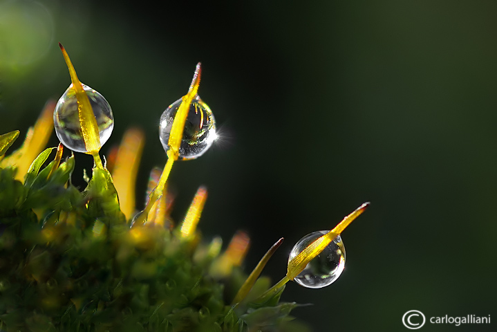 Moss & drops