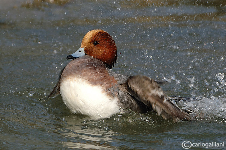 Fischione- Wigeon (Anas penelope) 
