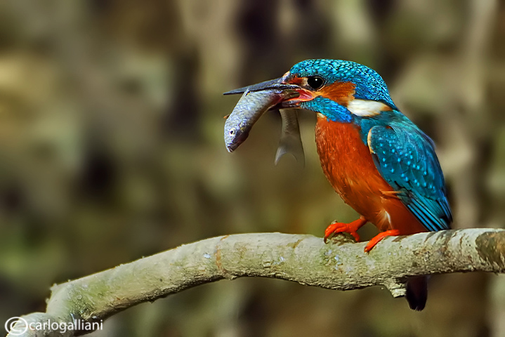 Martin pescatore - Kingfisher -  (Alcedo atthis)