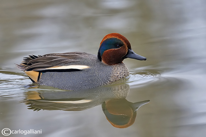 Alzavola-Eurasian Teal  (Anas crecca)