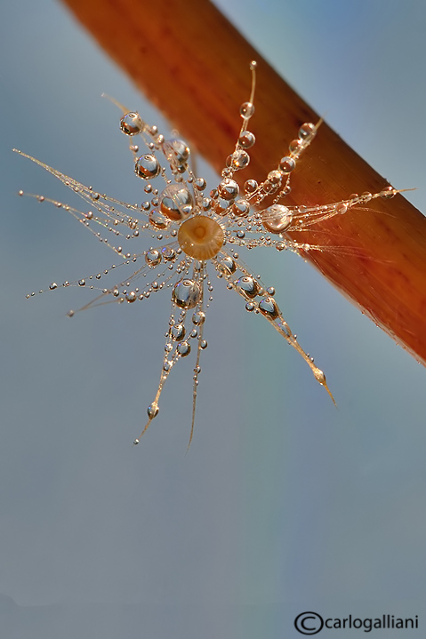 Drops