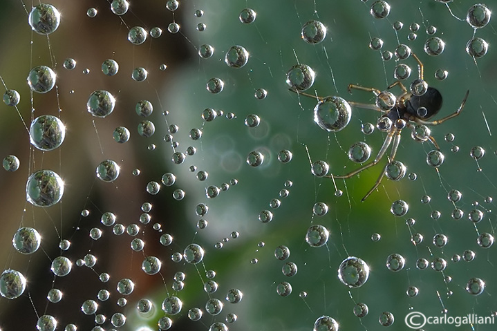 Spider web & drops
