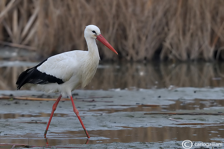 Cicogna bianca- White Stork (Ciconia ciconia)
