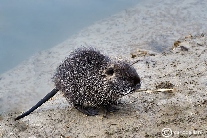 Nutria -Coypu (Myocastor coypus)
