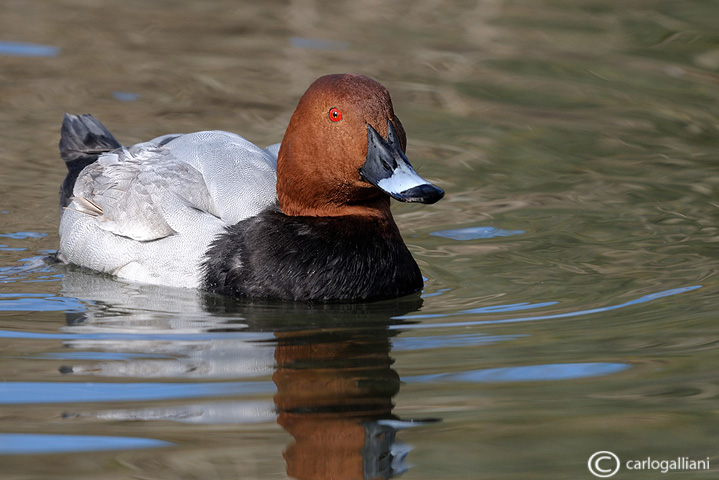 Moriglione-Common Pochard (Aythya ferina)