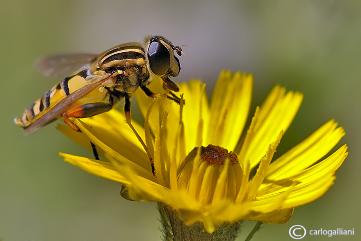 Syrphidae sp,