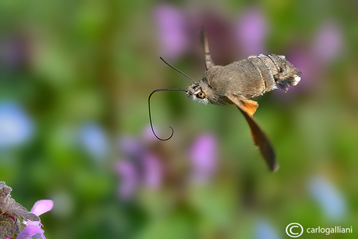 Macroglossum stellatarum