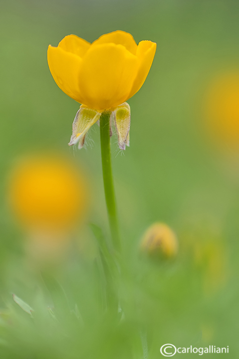 Ranunculus bulbous