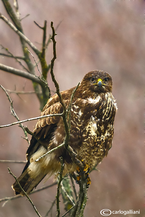 Poiana-Common Buzzard (Buteo buteo)