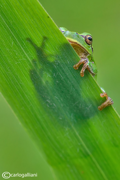 Raganella italiana-Italian Tree Frog   (Hy!a intermedia)