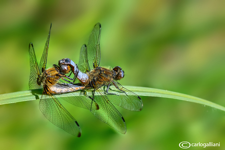 Libellula fulva